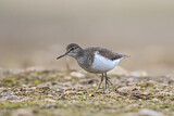Image. Common Sandpiper