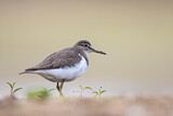 Image. Common Sandpiper