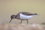 Image. Common Sandpiper