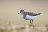 Image. Common Sandpiper