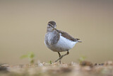 Image. Common Sandpiper