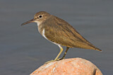 Image. Common Sandpiper