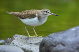 Image. Common Sandpiper