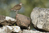 Image. Common Sandpiper