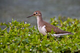 Image. Common Sandpiper