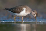 Image. Common Sandpiper