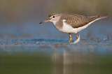 Image. Common Sandpiper