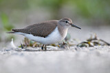 Image. Common Sandpiper