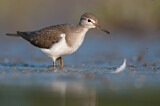 Image. Common Sandpiper