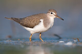 Image. Common Sandpiper