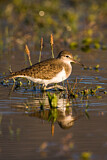 Image. Common Sandpiper