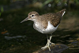Image. Common Sandpiper