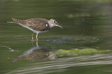 Image. Common Sandpiper