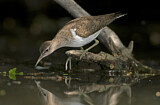 Image. Common Sandpiper