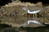 Image. Common Sandpiper