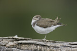 Image. Common Sandpiper