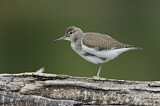 Image. Common Sandpiper