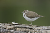 Image. Common Sandpiper