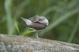 Image. Common Sandpiper