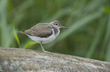 Image. Common Sandpiper