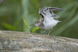 Image. Common Sandpiper