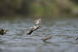 Image. Common Sandpiper
