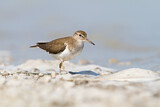 Image. Common Sandpiper