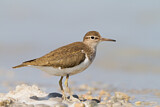 Image. Common Sandpiper