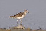 Image. Common Sandpiper