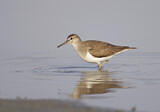 Image. Common Sandpiper
