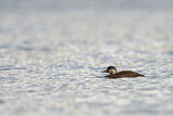 Image. Common Scoter
