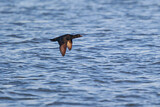 Image. Common Scoter