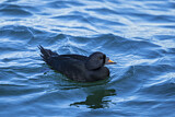 Image. Common Scoter