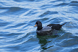 Image. Common Scoter