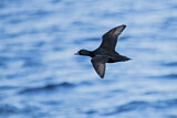 Image. Common Scoter
