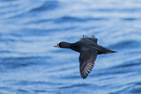 Image. Common Scoter