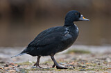 Image. Common Scoter