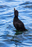 Image. Common Scoter