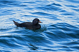 Image. Common Scoter
