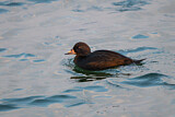Image. Common Scoter