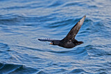 Image. Common Scoter
