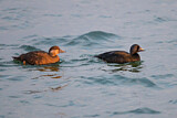 Image. Common Scoter