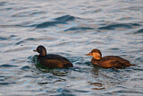 Image. Common Scoter