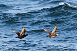 Image. Common Scoter