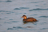 Image. Common Scoter