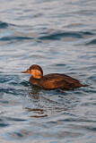 Image. Common Scoter