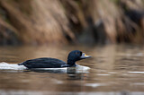 Image. Common Scoter
