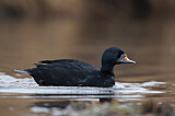 Image. Common Scoter