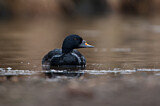 Image. Common Scoter