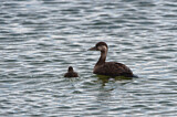 Image. Common Scoter